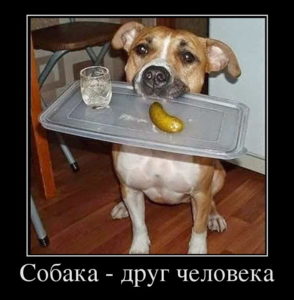 Собака - лучший друг