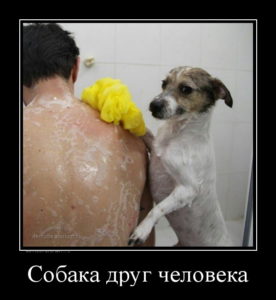 Собака друг человека