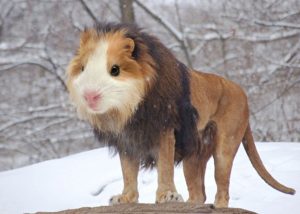 Лев и хомяк
